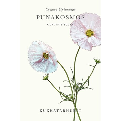 Kukkatarhurit Punakosmos Cupcake Blush
