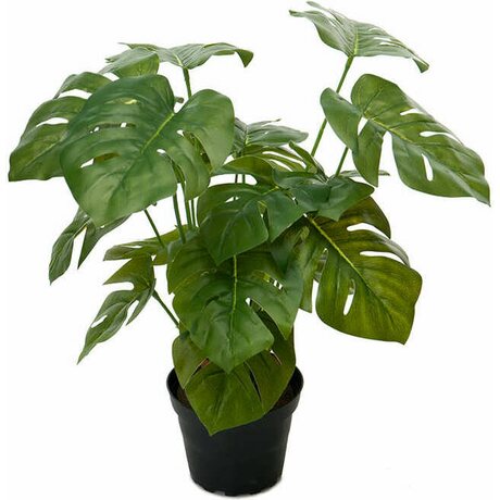 Mr Plant Peikonlehti 30 cm