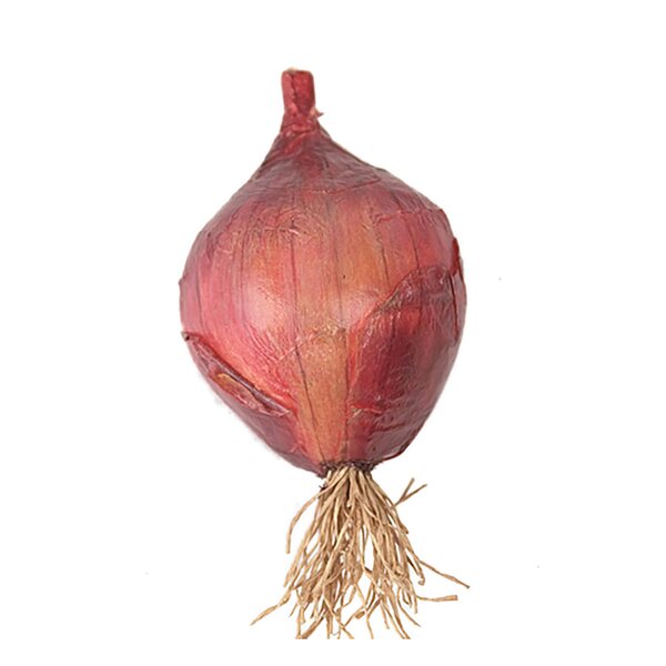 Mr Plant Red onion 6 x 11 cm