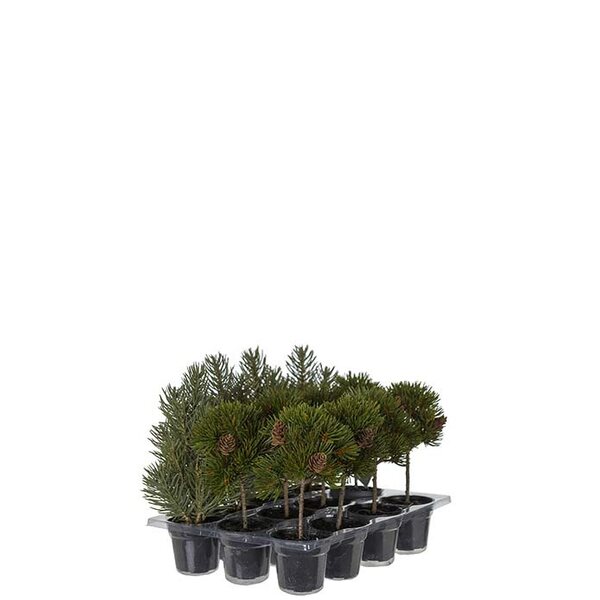 Mr Plant havupuu ruukussa 18 - 20 cm, VALITSE MALLI