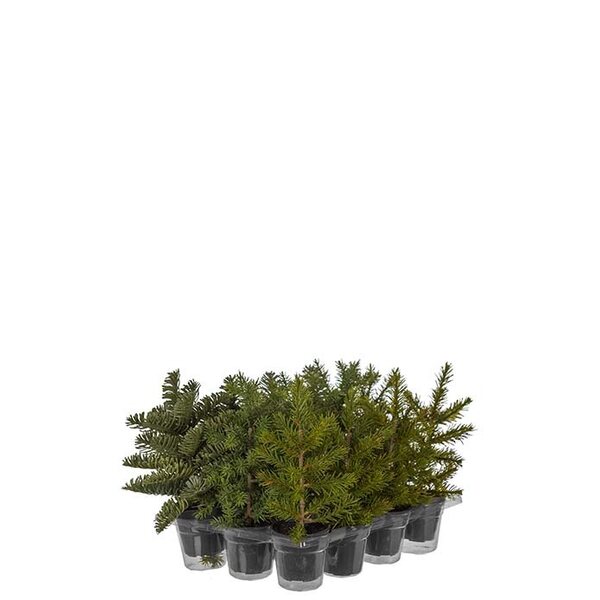 Mr Plant kuusi ruukussa 18 - 20 cm