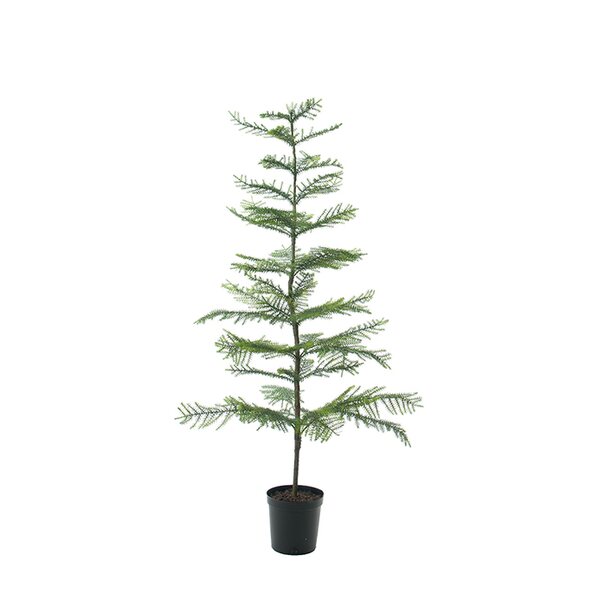 Mr Plant Huonekuusi 150 cm