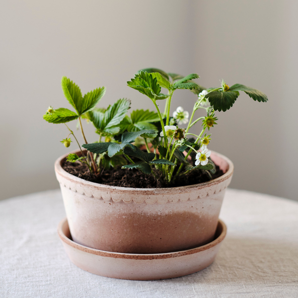 Bergs Potter Helena pot raw terracotta rosa, low