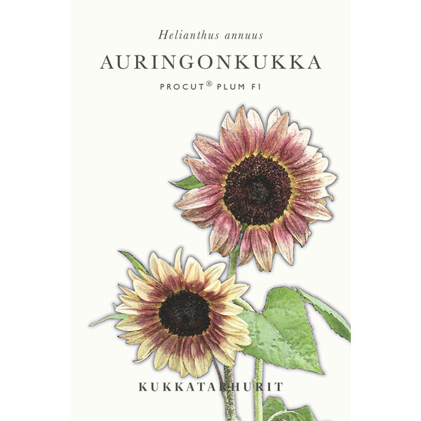 Kukkatarhurit Auringonkukka Procut® Plum