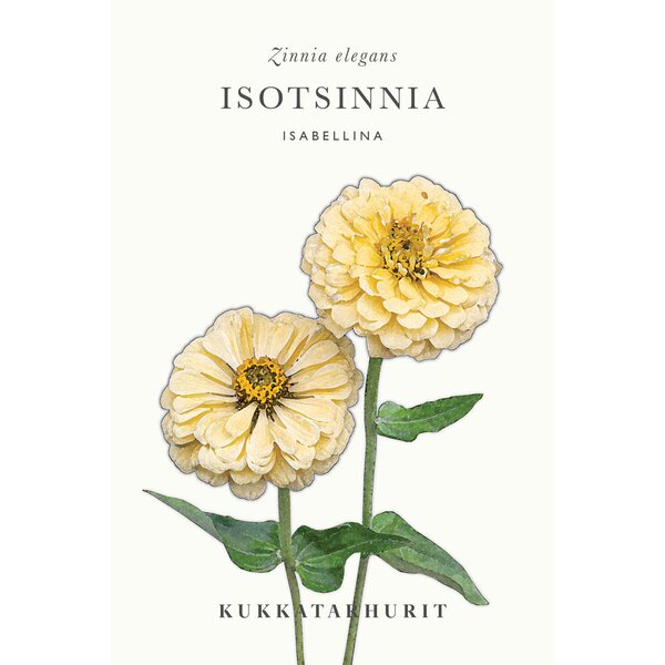 Kukkatarhurit Isotsinnia Isabellina