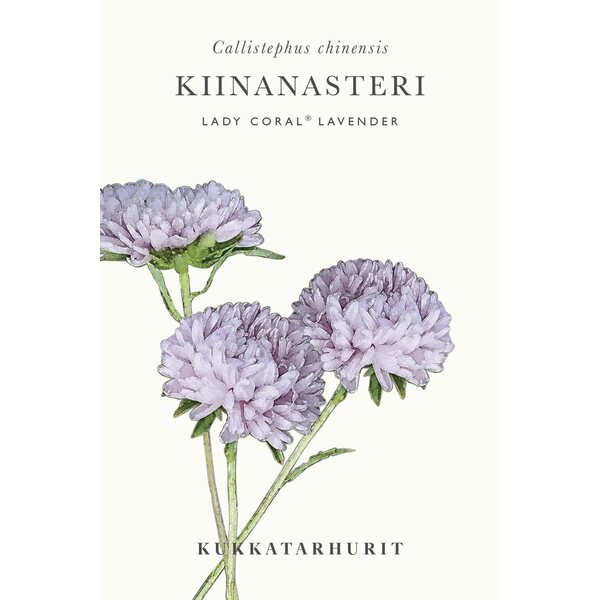 Kukkatarhurit Kiinanasteri Lady Coral® Lavender