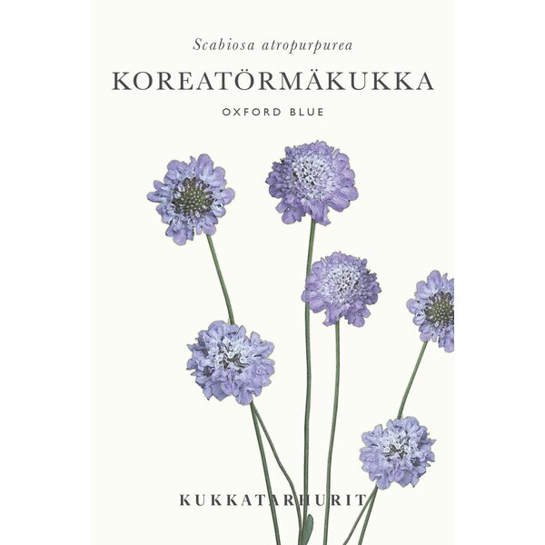 Kukkatarhurit Koreatörmäkukka Oxford Blue