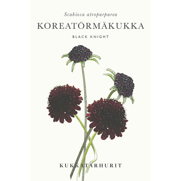 Kukkatarhurit Koreatörmäkukka Black Knight