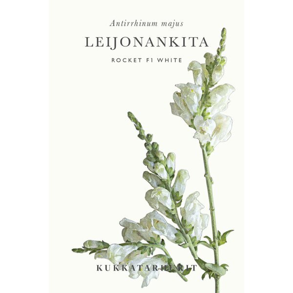 Kukkatarhurit Leijonankita Rocket F1 White