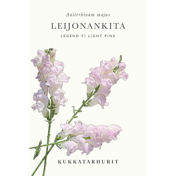 Kukkatarhurit Leijonankita Legend Light Pink