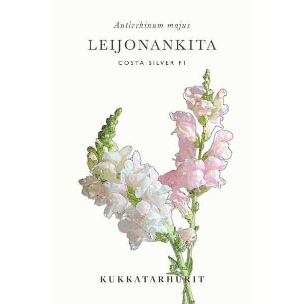 Kukkatarhurit Leijonankita Costa Silver