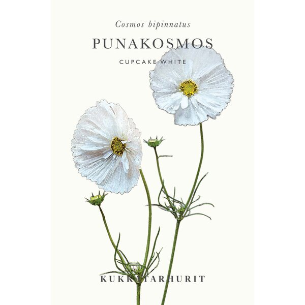 Kukkatarhurit Punakosmos Cupcake White
