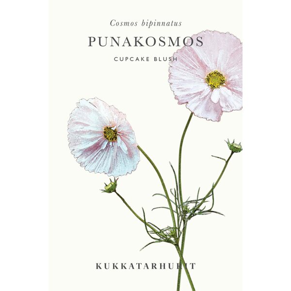 Kukkatarhurit Punakosmos Cupcake Blush