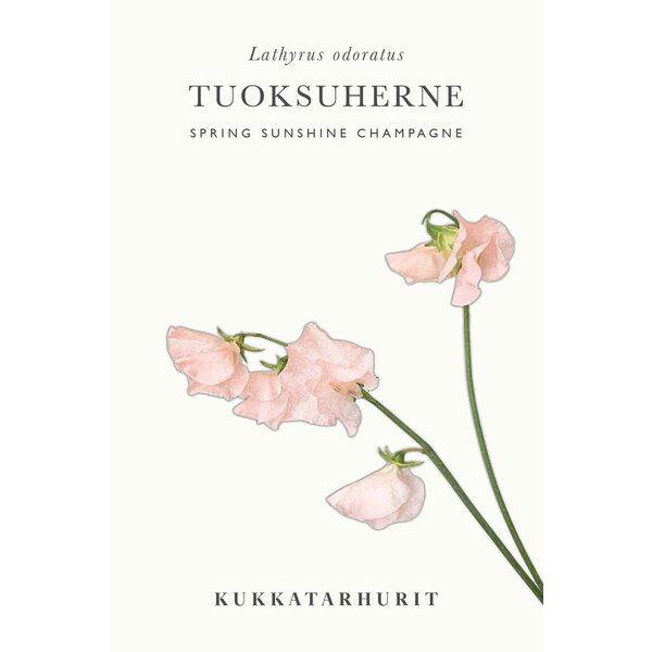 Kukkatarhurit Tuoksuherne Spring Sunshine Champagne