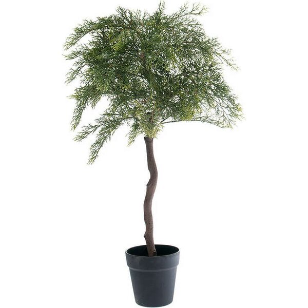 Mr Plant Rungollinen sypressi 70 cm