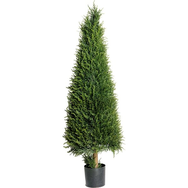 Mr Plant Sypressi 140 cm