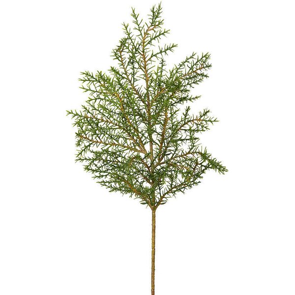 Mr Plant Havunoksa 50 cm