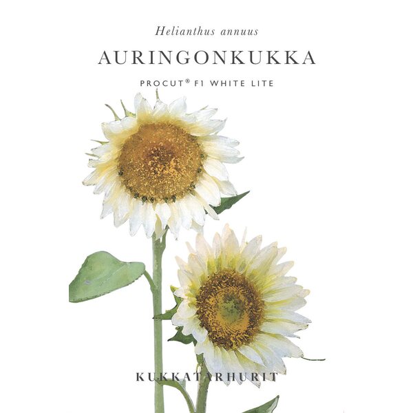 Kukkatarhurit Auringonkukka Procut White Lite