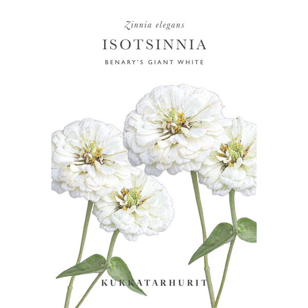 Kukkatarhurit Isotsinnia Benary's Giant White