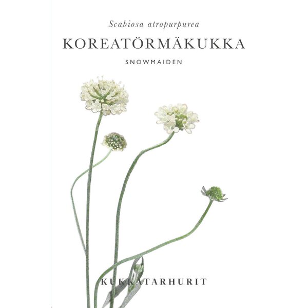 Kukkatarhurit Koreatörmäkukka Snowmaiden