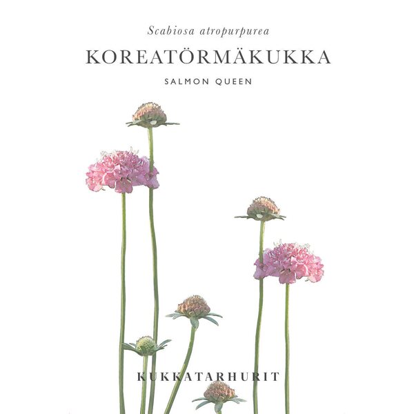 Kukkatarhurit Koreatörmäkukka Salmon Queen