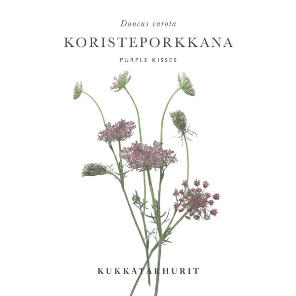 Kukkatarhurit Koristeporkkana Purple Kisses