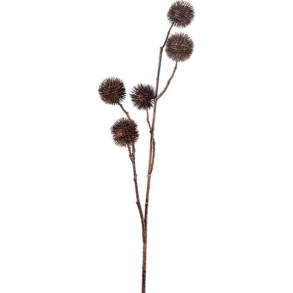 Mr Plant Plataani ruskea 65 cm