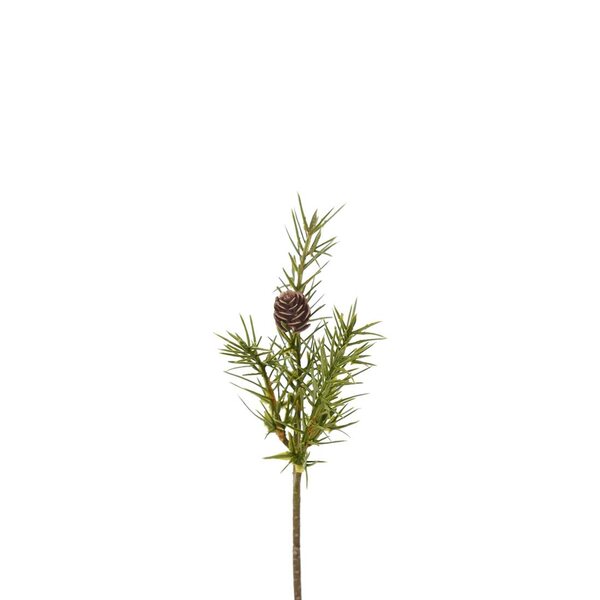 Mr Plant kuusenoksa kävyllä 20 cm