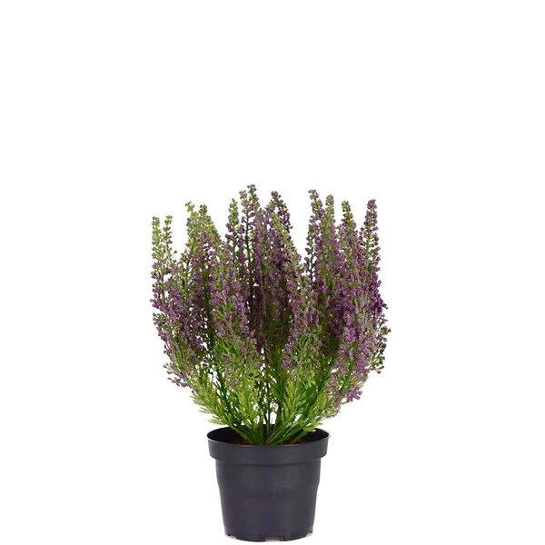 Mr Plant Kanerva 28 cm, violetti