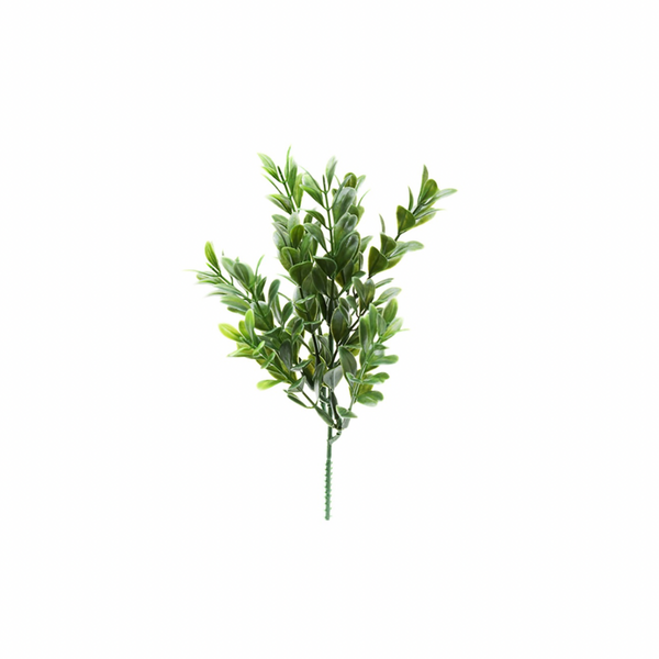 Mr Plant Puksipuun oksa 25 cm