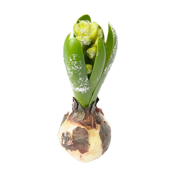 Mr Plant Hyasintti huurteella 15 cm