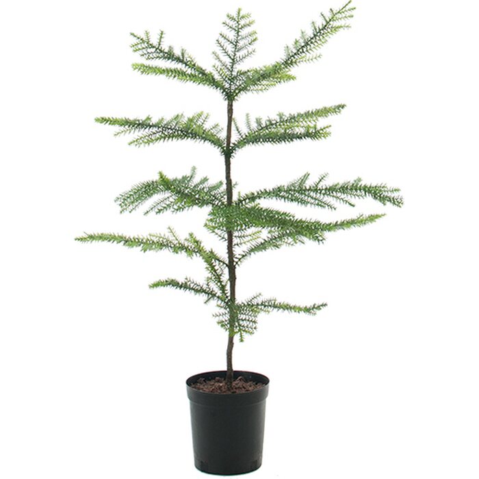 Mr Plant Huonekuusi 80 cm