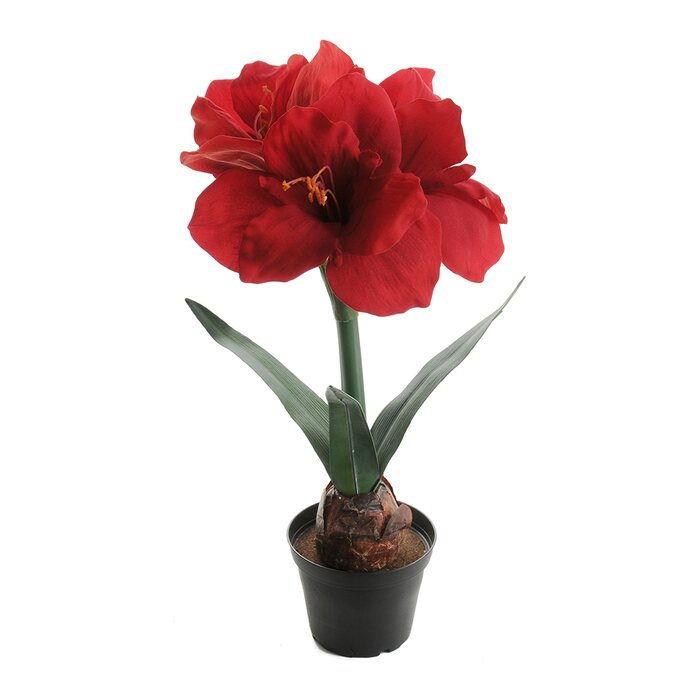 Mr Plant Amaryllis ruukussa 45 cm VALITSE VÄRI