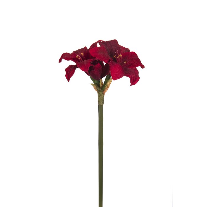 Mr Plant Amaryllis 40 cm VALITSE VÄRI