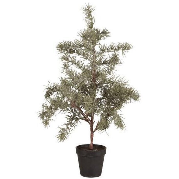 Ib Laursen Cedar tree in a pot, 60 cm