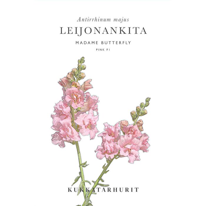 Kukkatarhurit Leijonankita Madame Butterfly Pink